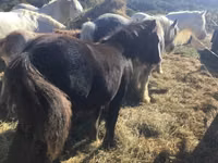 Kuda jantan, Gypsy horse — foto 3