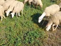 Sheep, Karabakh sheep — photo 3