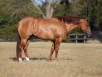 Horse (M), Quarter Horse — photo 1