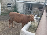 गाय, Simmental cattle — फ़ोटो 3