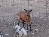 雌ヤギ, Alpine goat — 写真 1