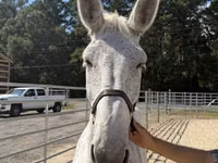 Cheval, Mule — photo 3