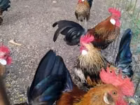 Bantam néerlandaise — photo 3