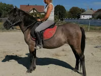 فرس, Polish pony — الصورة 3