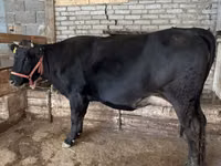 Vaca, Raza Alatau — foto 3