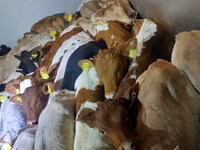 Sapi (batch, jenis kelamin tidak disebutkan), Simmental cattle — foto 3