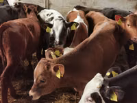 Bulle, Simmental cattle — Foto 5
