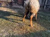 Schaf, Arashan sheep — Foto 4