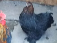 Chickens — Foto 1