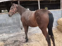 雌馬, Thoroughbred horse — 写真 2
