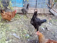 Chickens — foto 2