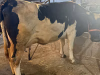 Vaca, Raza Holstein — foto 4