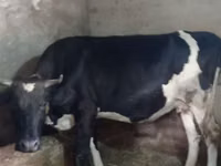 Kuh, Russian Black pied cattle — Foto 1