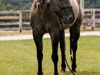 Hengst, Quarter Horse — Foto 8