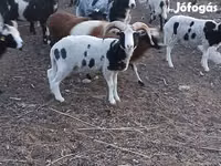 雄羊, Jacob's sheep — 写真 2