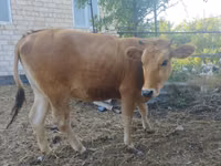 Vache, Vache brune du Caucase — photo 4
