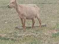 Cabro, Alpine goat — foto 1