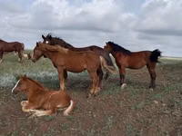Caballo, Vladimir heavy draft — foto 2