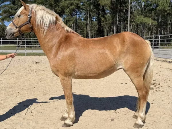 雌馬, Haflinger