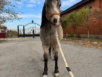 Jument, Welsh Mountain Pony — photo 4