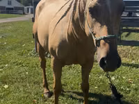 Stute, Quarter Horse — Foto 3