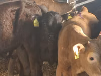 أبقار (دفعة، الجنس غير محدد), Simmental cattle — الصورة 6