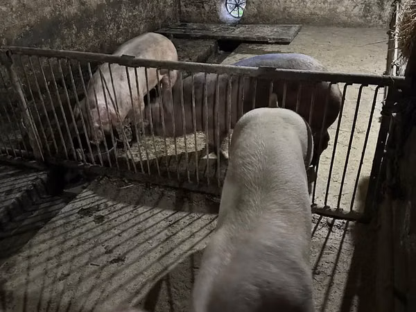 Porcs (lot, sexe non indiqué), Porcs
