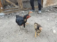 Chickens — photo 4