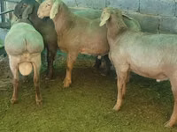 मेढ़ा, Rhon sheep — फ़ोटो 2