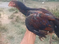 Chickens — photo 2