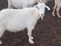 Cabra, Cabras — foto 6