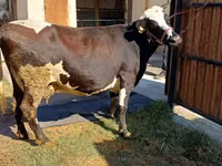 Vaca, Raza Alatau — foto 1