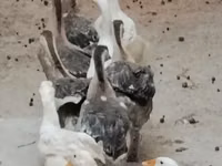 كوبان — الصورة 1