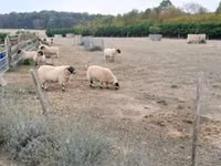 Domba jantan, Scottish Blackface sheep — foto 1