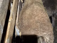 Domba jantan, Shirvan sheep — foto 3