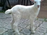Cabro, Saanen goat — foto 2