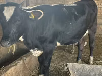 Kuh, Swiss cattle — Foto 1