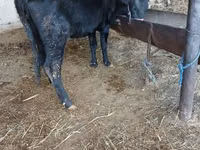 Vaca, Ganado vacuno — foto 1