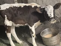 母牛, Latvian Blue cattle — 照片 2