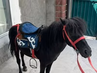 Cheval, North Swedish horse — photo 1