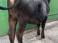गाय, अलाताऊ नस्ल — फ़ोटो 5