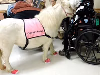 Kuda betina, Miniature horse — foto 6