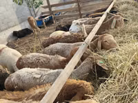 Brebis, Moutons — photo 3