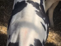 雄牛, Russian Black pied cattle — 写真 6