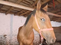 حصان, Manipuri pony — الصورة 4