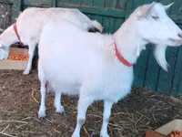 Cabra, Saanen goat — foto 3