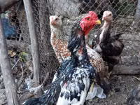 Chickens — الصورة 1