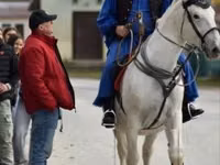 Stute, Lipizzaner — Foto 2