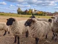 Domba jantan, Suffolk sheep — foto 1