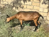 雌ヤギ, Alpine goat — 写真 1